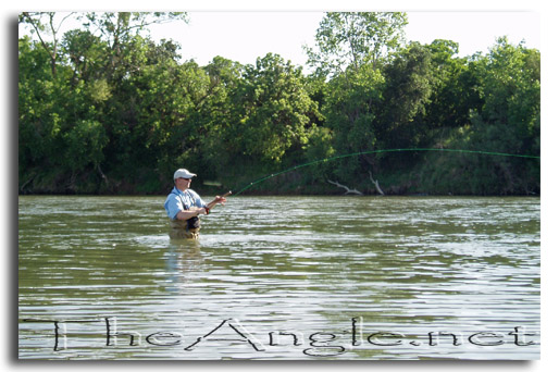 [Image: Fly Fishing for American Shad]