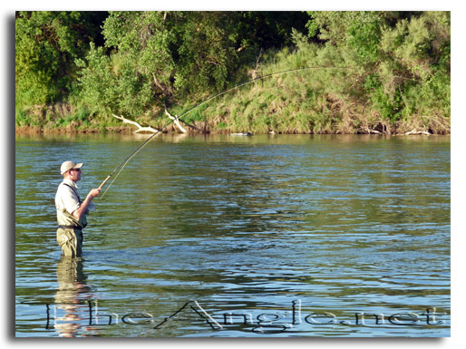 [Image: Spey Rod American Shad Hook-up]