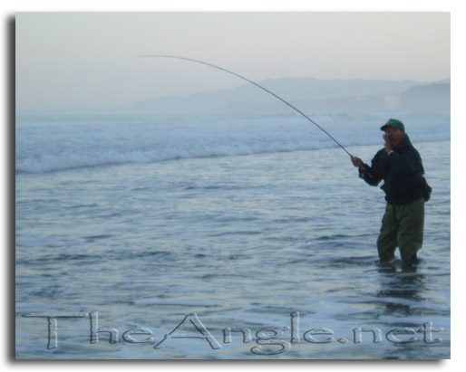 [Amphistichus argenteus Agassiz) fly fishing, barred surf perch]