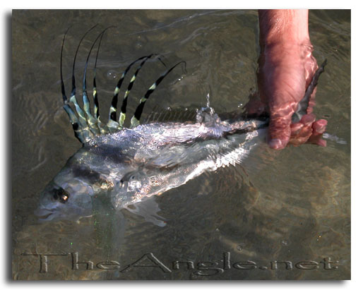 [Baja Beach Fly Fishing, baby rooster fish]
