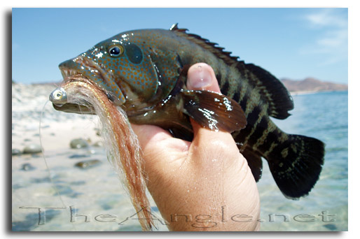 [Baja Beach Fly Fishing, Panama Graysby (Cephalopholis panamensis)]