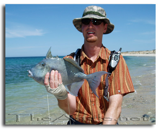 [Baja Beach Fly Fishing, Triggerfish (Co-chi)]