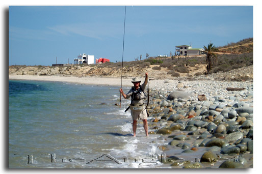 [Baja Beach Fly Fishing, Cornet fish]