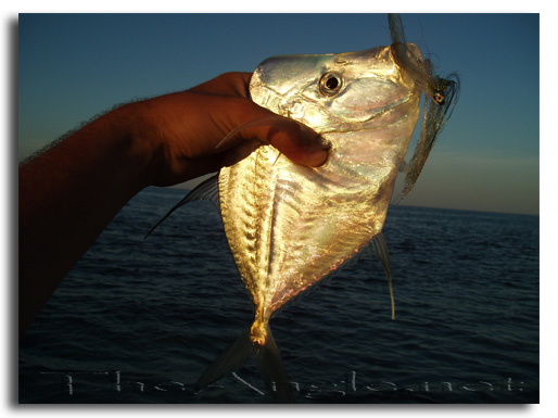 [Baja Beach Fly Fishing, Mexican Lookdown (Selene brevoortii)]