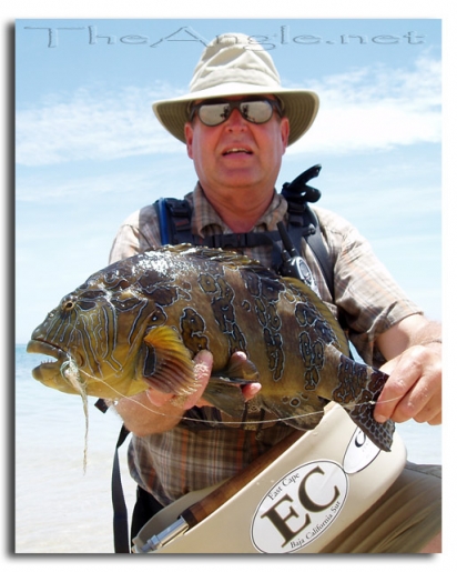 [Baja Beach Fly Fishing, Jim Squyres with Giant Hawkfish (Cirrhitus rivulatus) also known as Harlequin Grouper]