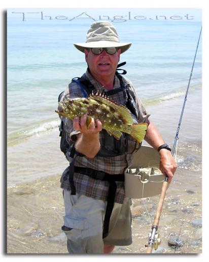 [Baja Beach Fly Fishing, Flag Cabrilla (Epinephelus) also known as Cabrilla Piedrera and Flag Grouper]