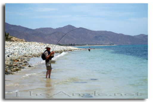 [Baja Beach Fly Fishing, bent rod Barred Pargo]