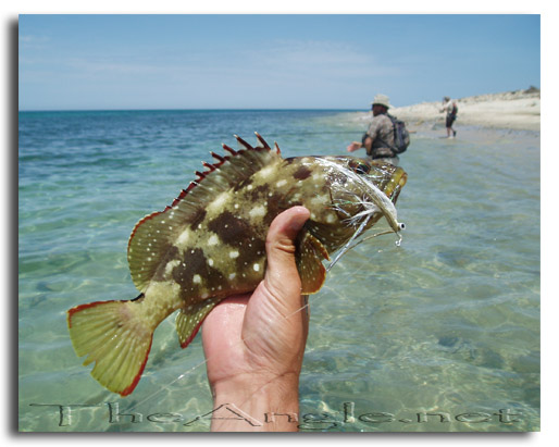 [Baja Beach Fly Fishing, Flag Cabrilla (Epinephelus) also known as Cabrilla Piedrera and Flag Grouper]