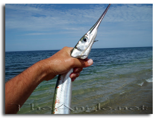 [Baja Beach Fly Fishing, Needle Fish]