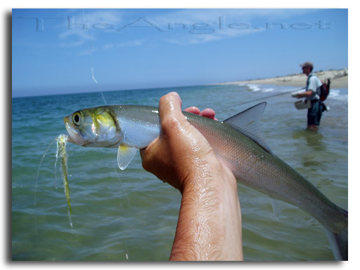 [Baja Beach Fly Fishing, Lady Fish]
