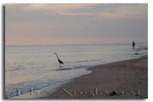 [Baja Beach Fly Fishing, blue heron]