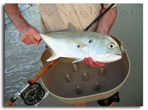 [Baja Beach Fly Fishing, medium sized Jack Crevalle]