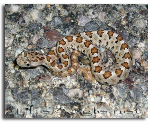 [Baja Baby Rattlesnake]