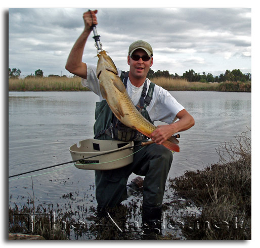 [Image Fly Fishing for Surf Perch]