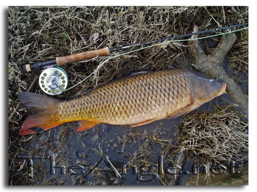 [Image Fly Fishing for Surf Perch]