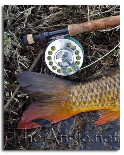 [Image Fly Fishing for Surf Perch]