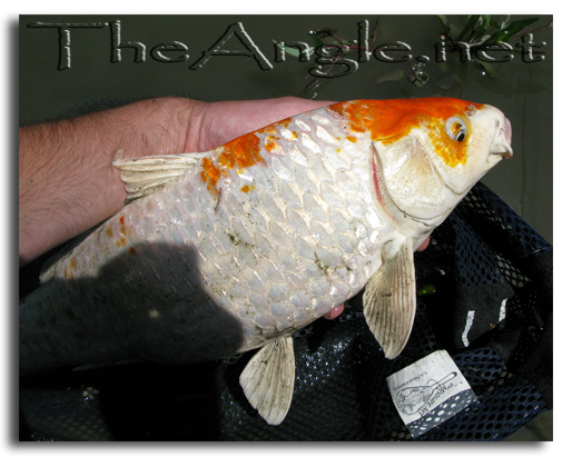 [Image: Fly Fishing for Koi]