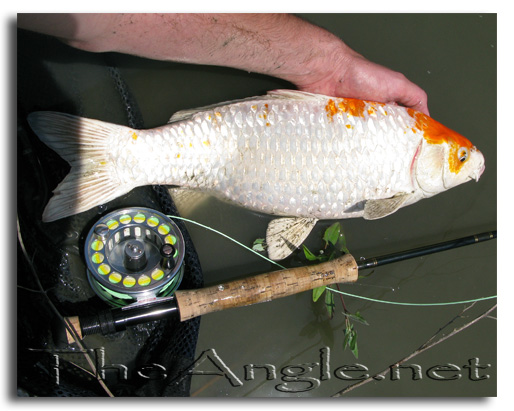 [Image: Fly Fishing for Koi]