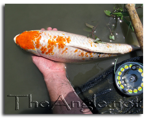 [Image: Fly Fishing for Koi]