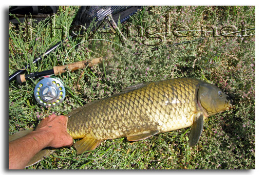 [Image: 17 pound carp on a fly]