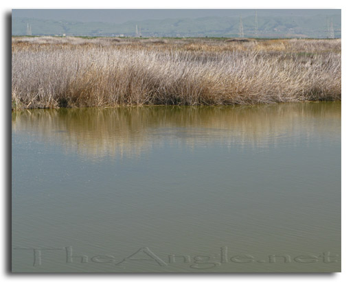 [Image: Fly fishing carp 1]