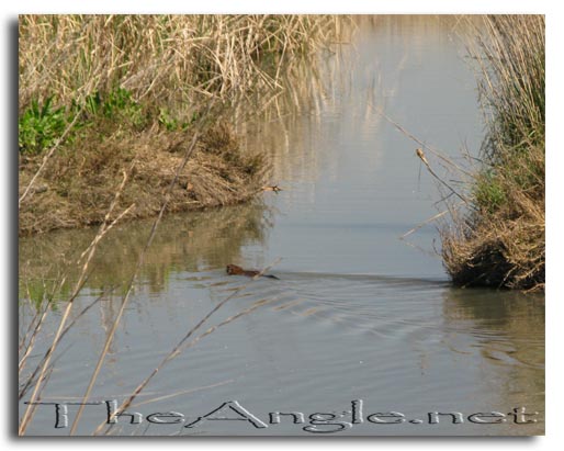 [Image: Fly fishing carp 3]