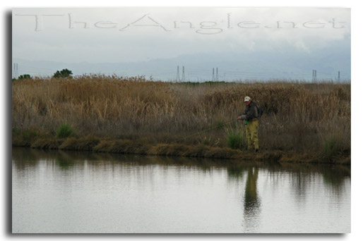 [Image: Fly fishing carp 6]