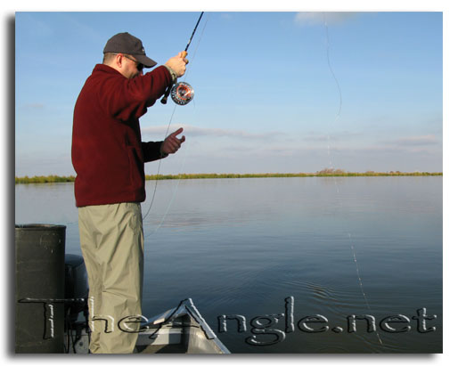 [Image, California Delta Striper Fly Fishing]