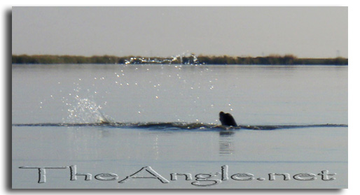 [Image, California Delta Sea Lion and carp]