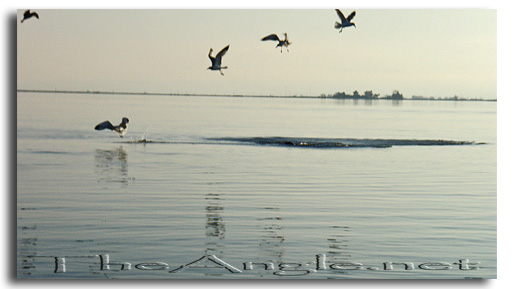 [Image, California Delta Sea Lion and fish]