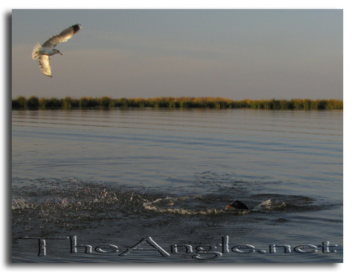 [Image, California Delta Sea Lion & Sea Gull]