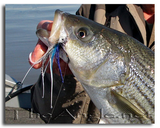 [Image, Delta Striped Bass close-up]