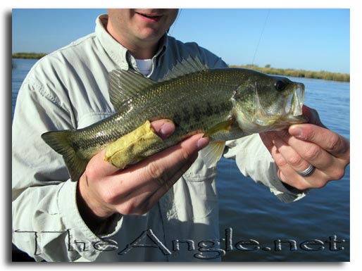 [California Large Mouth Bass, LMB]