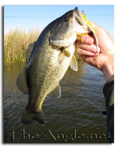 [False River Black Bass Fly Fishing]