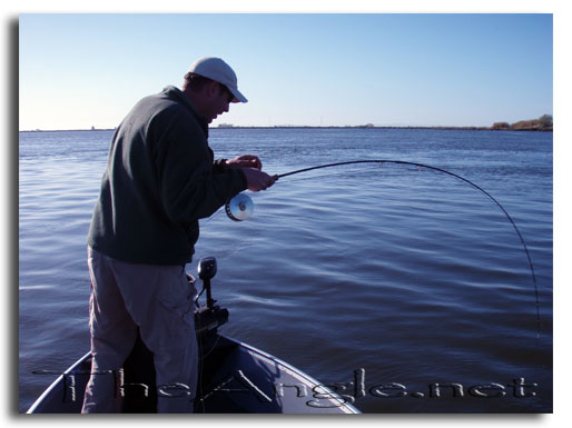 [Old River Striped Bass hook-up]