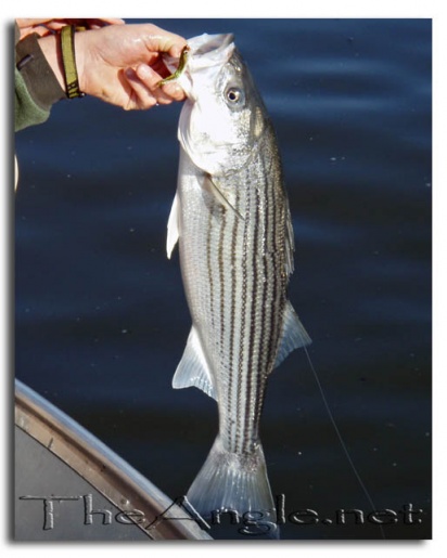 [West Coast stripers on the fly]