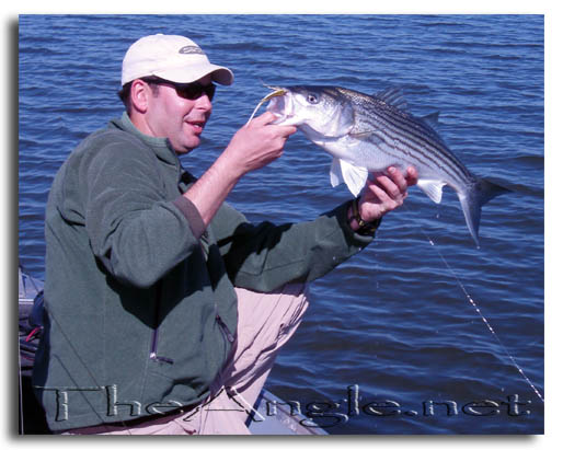 [Delta Striper on the fly, March 2008]