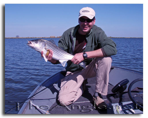 [California Striped Bass Fly Fishing]