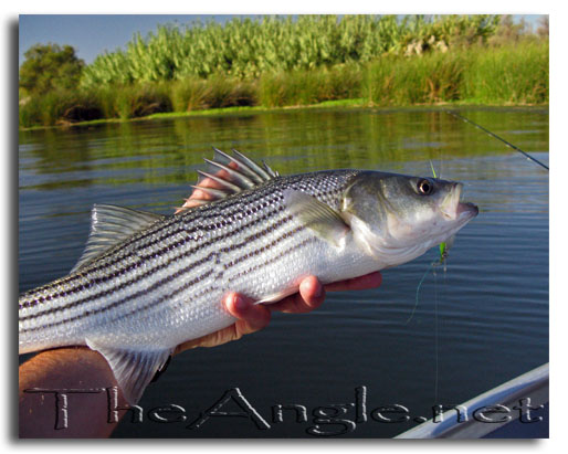 [Image: Fly fishing for Delta Stripers October 2008]