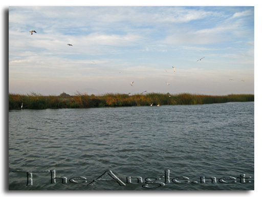 [Image: Fly fishing for Delta Stripers, working birds]