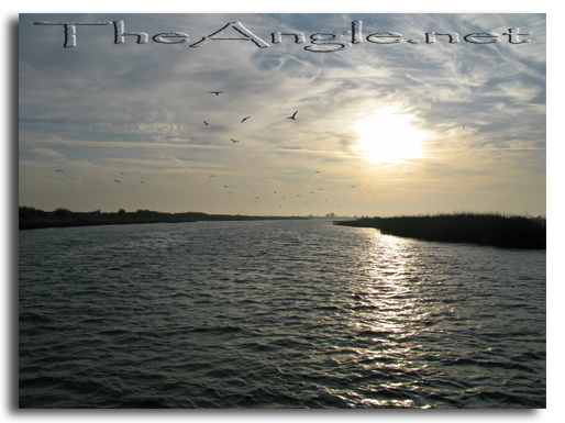 [Image: working birds on the California Delta]