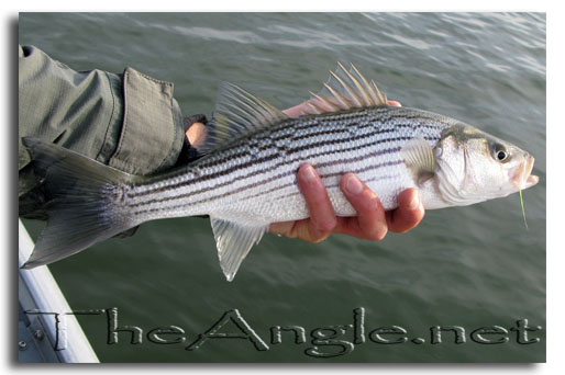 [Image: California Delta schooly striper]