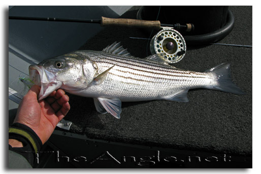 [Image: 5 pound California Striper]