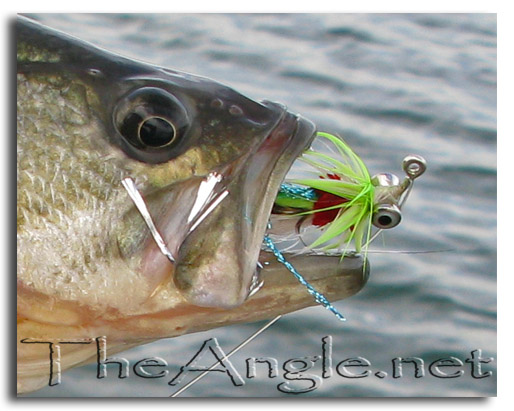 [Image: Fly fishing black bass,  Dan Blanton Whistler]