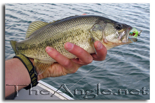 [Image: Fly fishing for Delta Stripers October 2008]