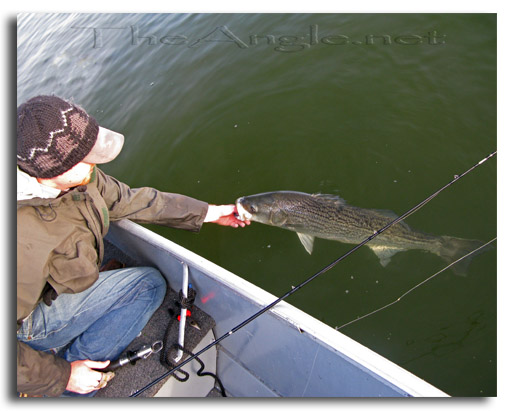 [Image: Fly Fishing for California Delta Stripers]