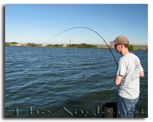 [Image: Fly Fishing for California Delta Stripers]