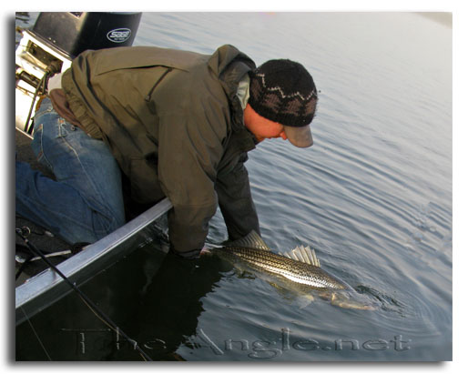 [Image: Fly Fishing for California Delta Stripers]