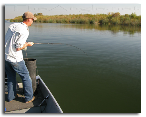 [Image: Fly Fishing for California Delta Stripers]