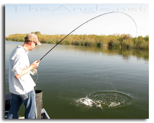 [Image: Fly Fishing for California Delta Stripers]